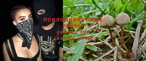 прущие грибы Алексеевка